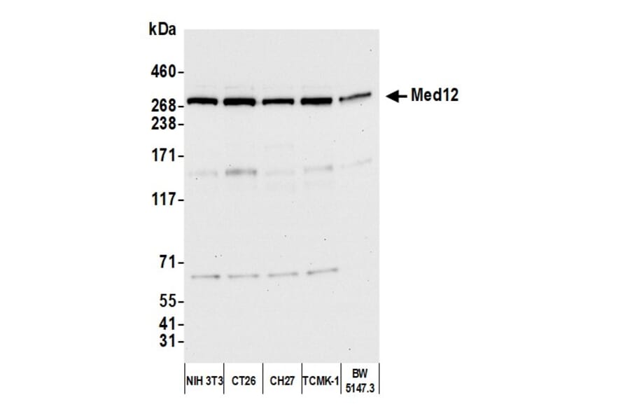 Western Blot - Anti-MED12 Antibody (A295806) - Antibodies.com