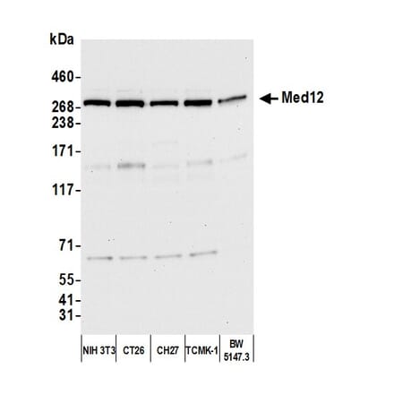 Western Blot - Anti-MED12 Antibody (A295806) - Antibodies.com