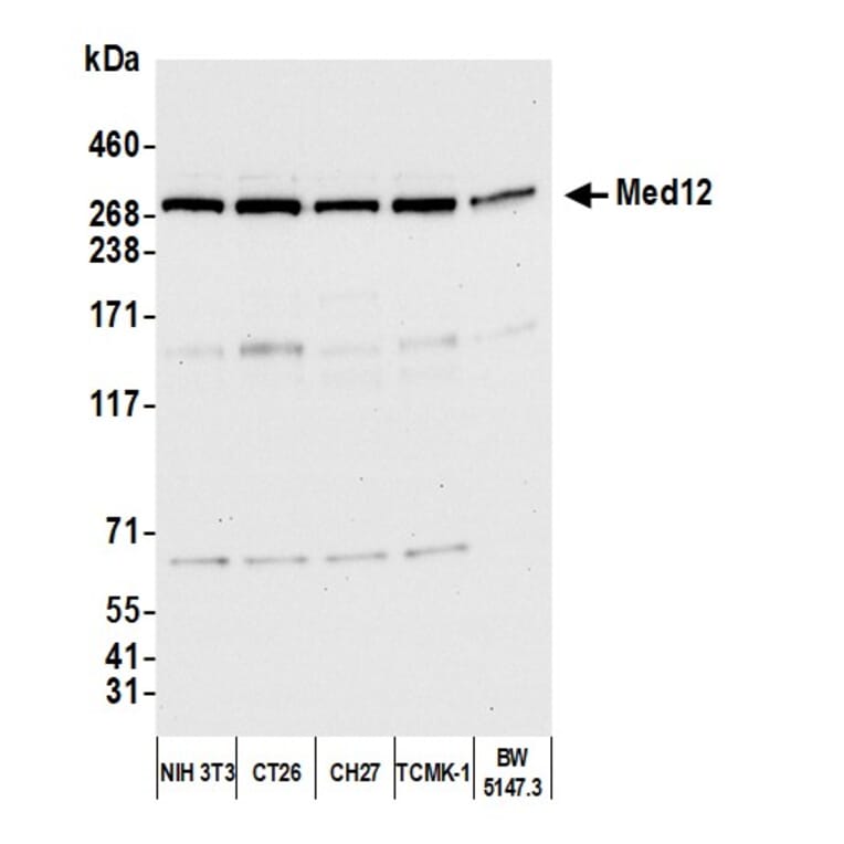 Western Blot - Anti-MED12 Antibody (A295806) - Antibodies.com