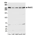Western Blot - Anti-MED12 Antibody (A295806) - Antibodies.com