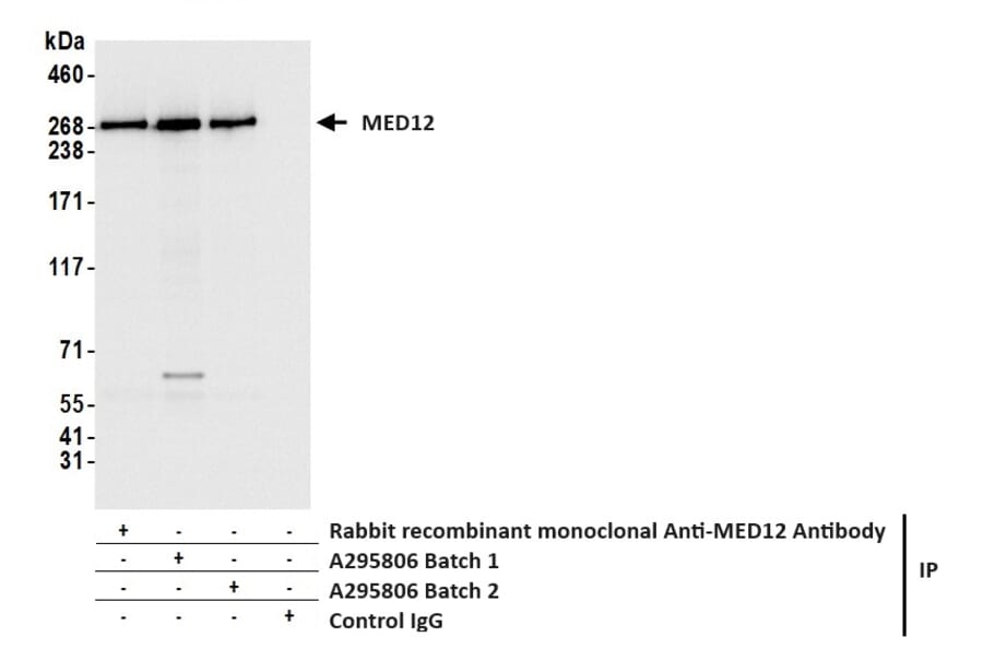 Immunoprecipitation - Anti-MED12 Antibody (A295806) - Antibodies.com