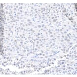 Immunohistochemistry - Anti-MED12 Antibody (A295806) - Antibodies.com