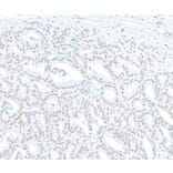 Immunohistochemistry - Anti-MED12 Antibody (A295806) - Antibodies.com
