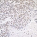 Immunohistochemistry - Anti-MED12 Antibody (A295806) - Antibodies.com