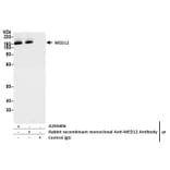Immunoprecipitation - Anti-MED12 Antibody (A295806) - Antibodies.com