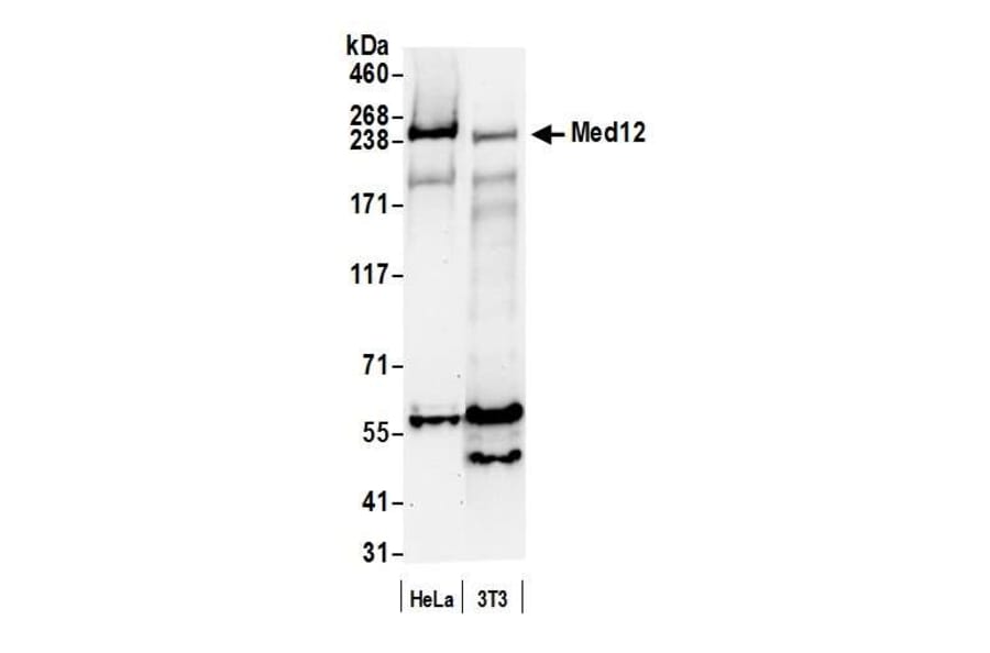Western Blot - Anti-MED12 Antibody (A295806) - Antibodies.com