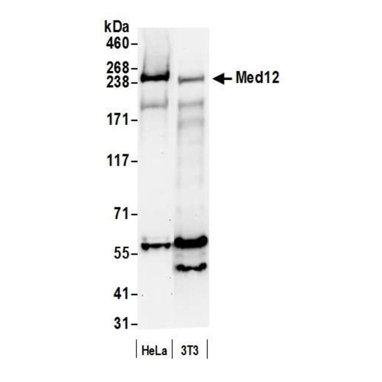 Western Blot - Anti-MED12 Antibody (A295806) - Antibodies.com