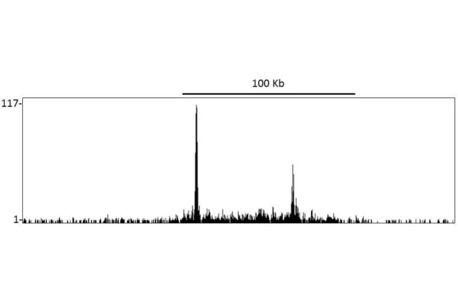 ChIP - Anti-KMT4 / Dot1L Antibody (A295971) - Antibodies.com