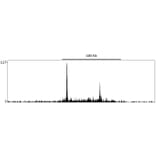 ChIP - Anti-KMT4 / Dot1L Antibody (A295971) - Antibodies.com