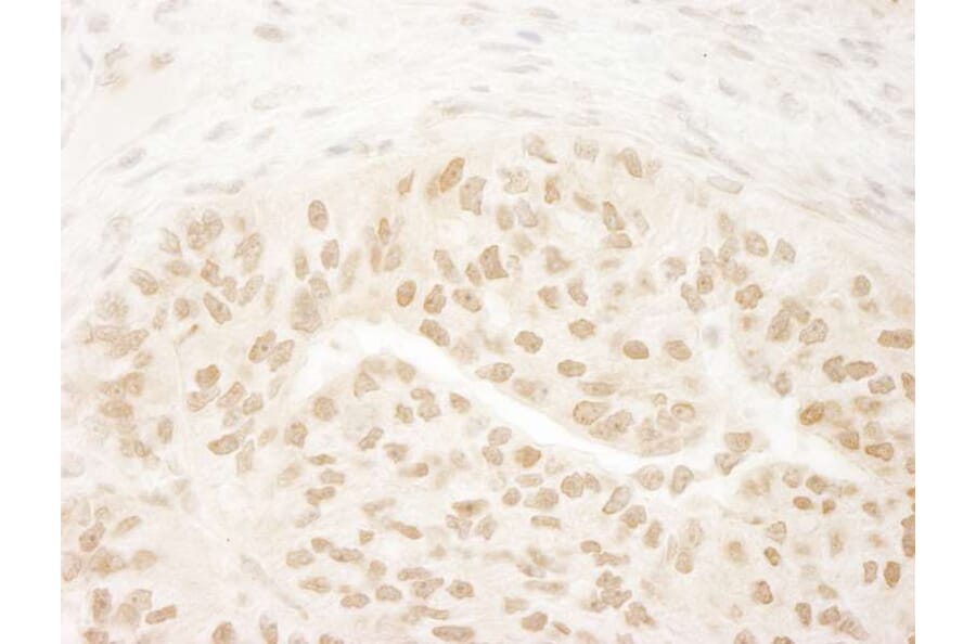 Immunohistochemistry - Anti-KMT4 / Dot1L Antibody (A295971) - Antibodies.com