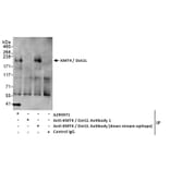 Immunoprecipitation - Anti-KMT4 / Dot1L Antibody (A295971) - Antibodies.com