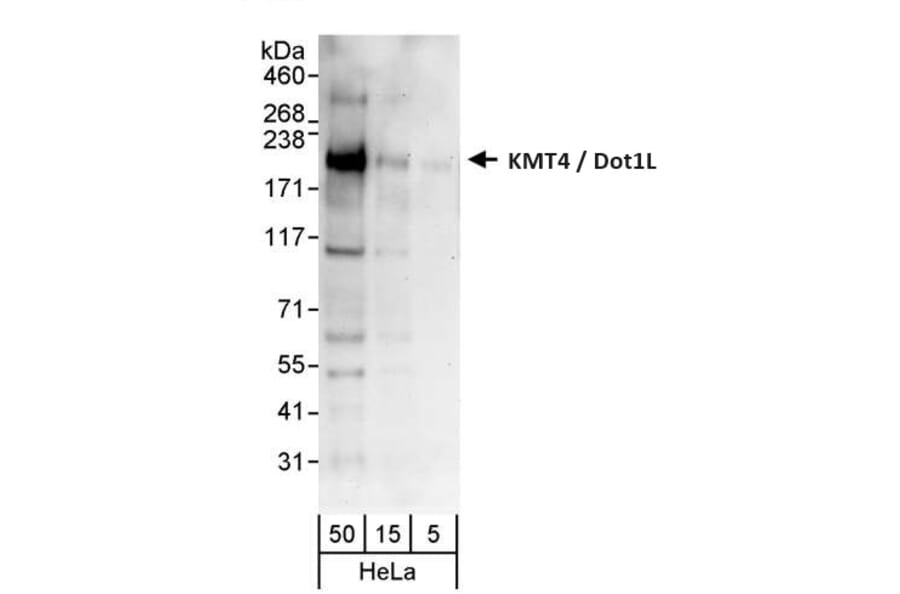 Western Blot - Anti-KMT4 / Dot1L Antibody (A295971) - Antibodies.com