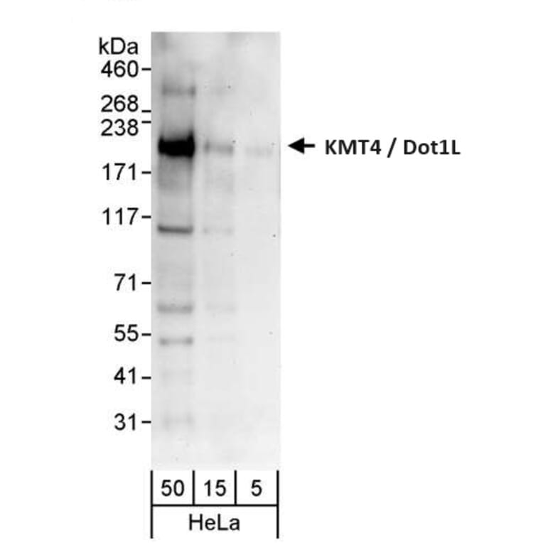 Western Blot - Anti-KMT4 / Dot1L Antibody (A295971) - Antibodies.com