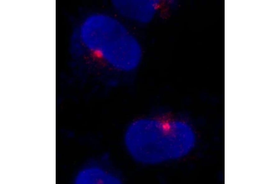 Immunocytochemistry - Anti-CEP290 Antibody (A296657) - Antibodies.com