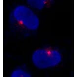 Immunocytochemistry - Anti-CEP290 Antibody (A296657) - Antibodies.com