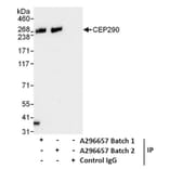 Immunoprecipitation - Anti-CEP290 Antibody (A296657) - Antibodies.com