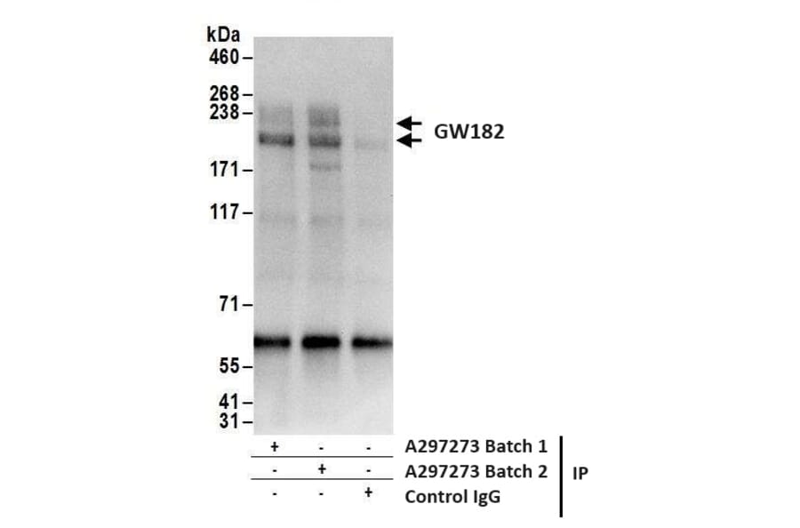 Immunoprecipitation - Anti-GW182 Antibody (A297273) - Antibodies.com