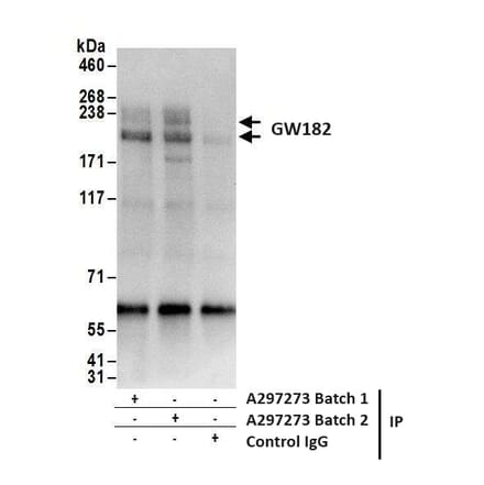 Immunoprecipitation - Anti-GW182 Antibody (A297273) - Antibodies.com