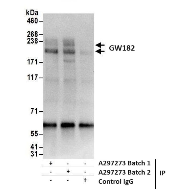 Immunoprecipitation - Anti-GW182 Antibody (A297273) - Antibodies.com