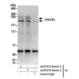 Immunoprecipitation - Anti-GW182 Antibody (A297273) - Antibodies.com