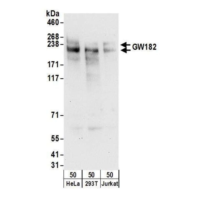 Western Blot - Anti-GW182 Antibody (A297273) - Antibodies.com