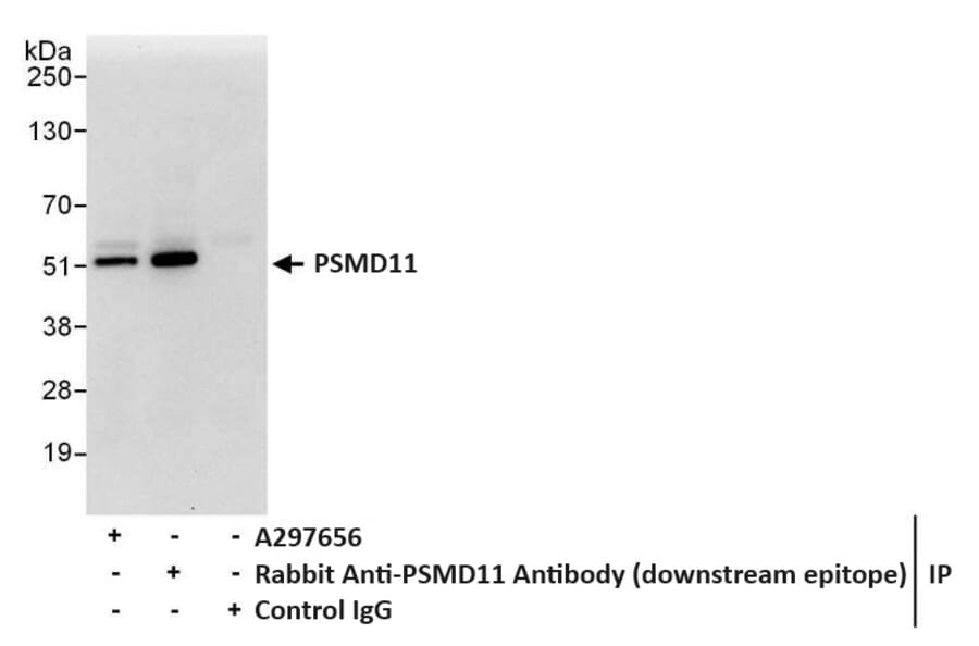 Immunoprecipitation - Anti-PSMD11 Antibody (A297656) - Antibodies.com