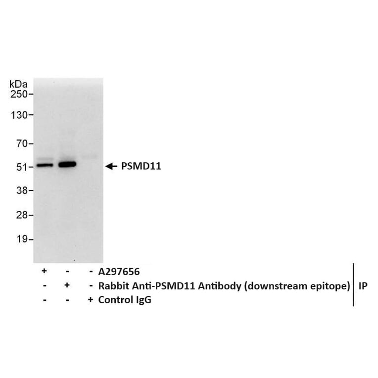 Immunoprecipitation - Anti-PSMD11 Antibody (A297656) - Antibodies.com
