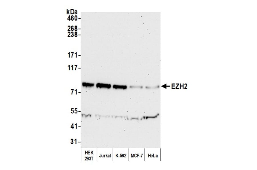Western Blot - Anti-EZH2 Antibody (A298974) - Antibodies.com