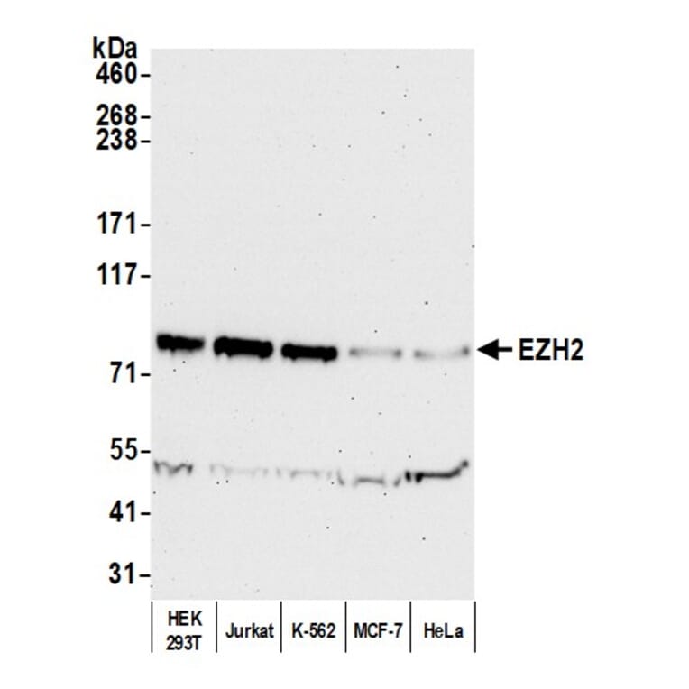 Western Blot - Anti-EZH2 Antibody (A298974) - Antibodies.com