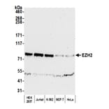 Western Blot - Anti-EZH2 Antibody (A298974) - Antibodies.com