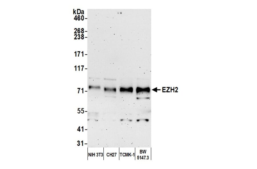 Western Blot - Anti-EZH2 Antibody (A298974) - Antibodies.com