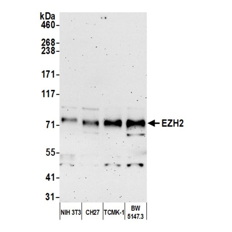 Western Blot - Anti-EZH2 Antibody (A298974) - Antibodies.com