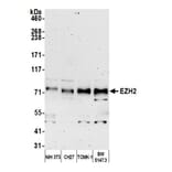 Western Blot - Anti-EZH2 Antibody (A298974) - Antibodies.com
