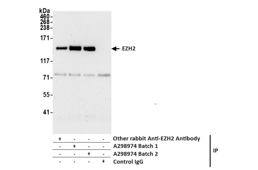 Immunoprecipitation - Anti-EZH2 Antibody (A298974) - Antibodies.com