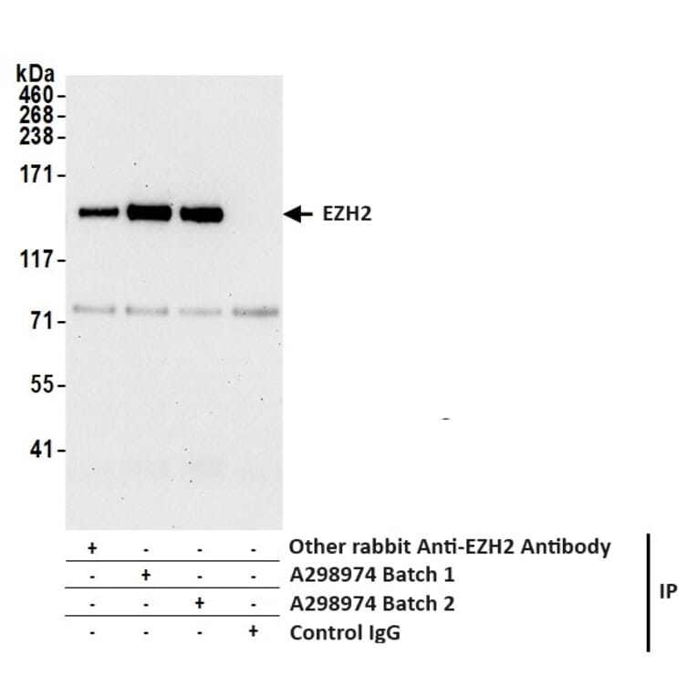 Immunoprecipitation - Anti-EZH2 Antibody (A298974) - Antibodies.com
