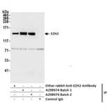 Immunoprecipitation - Anti-EZH2 Antibody (A298974) - Antibodies.com