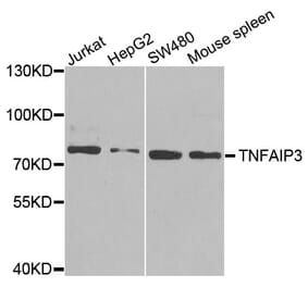 Anti-TNFAIP3 Antibody from Bioworld Technology (BS6751) - Antibodies.com