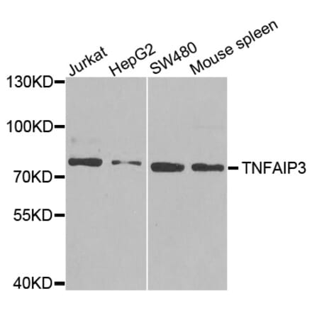 Anti-TNFAIP3 Antibody from Bioworld Technology (BS6751) - Antibodies.com