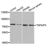 Anti-TNFAIP3 Antibody from Bioworld Technology (BS6751) - Antibodies.com