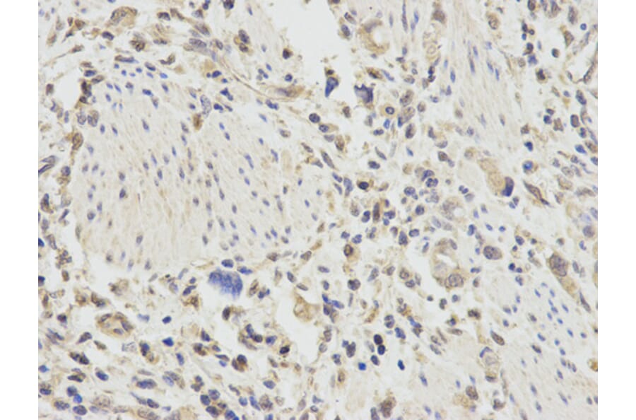 Anti-TNFAIP3 Antibody from Bioworld Technology (BS6751) - Antibodies.com