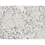 Anti-TNFAIP3 Antibody from Bioworld Technology (BS6751) - Antibodies.com
