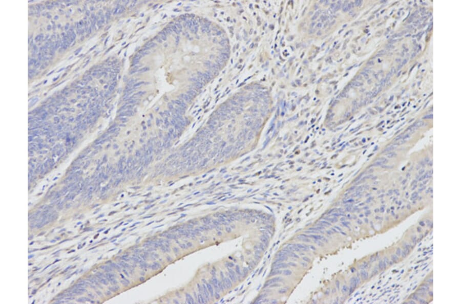 Anti-UCHL1 Antibody from Bioworld Technology (BS6756) - Antibodies.com