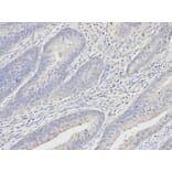 Anti-UCHL1 Antibody from Bioworld Technology (BS6756) - Antibodies.com