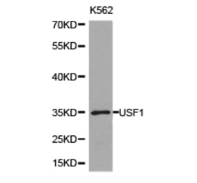 Anti-USF1 Antibody from Bioworld Technology (BS6759) - Antibodies.com