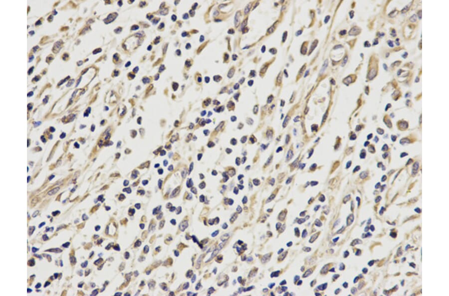 Anti-VDAC1 Antibody from Bioworld Technology (BS6760) - Antibodies.com