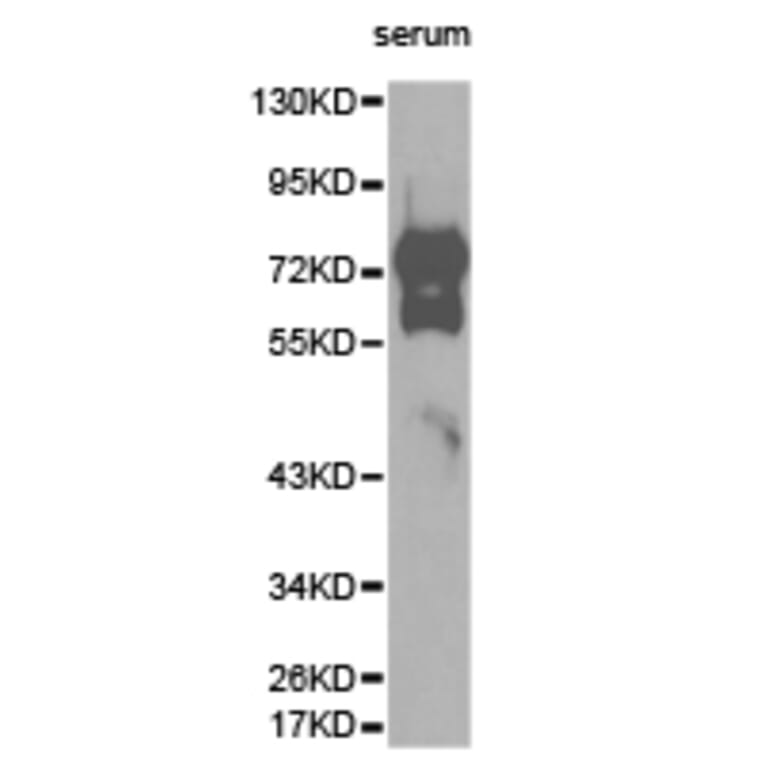 Anti-Vitronectin Antibody from Bioworld Technology (BS6763) - Antibodies.com