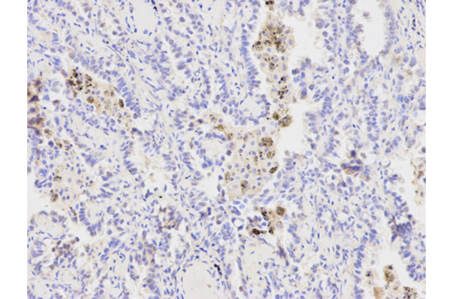 Anti-XPA Antibody from Bioworld Technology (BS6766) - Antibodies.com