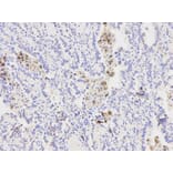 Anti-XPA Antibody from Bioworld Technology (BS6766) - Antibodies.com