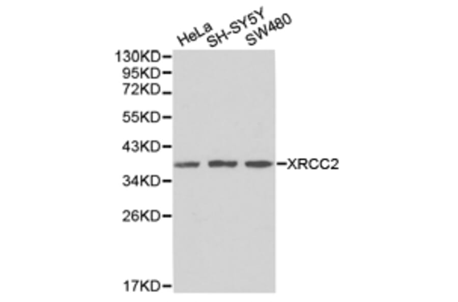 Anti-XRCC2 Antibody from Bioworld Technology (BS6767) - Antibodies.com