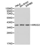 Anti-XRCC2 Antibody from Bioworld Technology (BS6767) - Antibodies.com